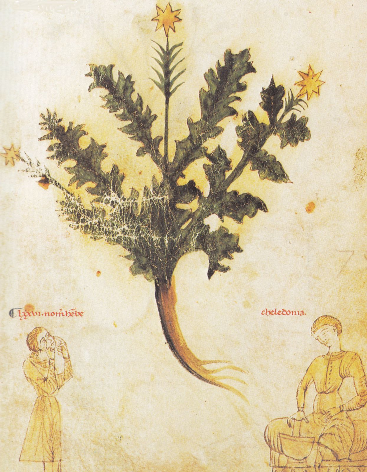 Buchmalerei, Chelidonia als Kräuterheilerin, 13. Jahrhundert